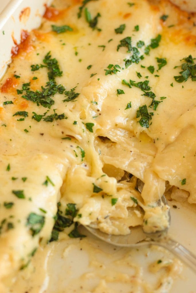 close up of saucy chicken alfredo lasagna rolls in a baking dish